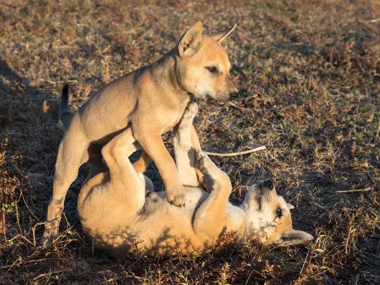 Des chiots qui jouent ensemble