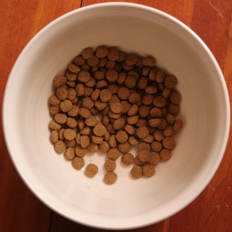 Une gamelle blanche remplie de croquettes pour chien