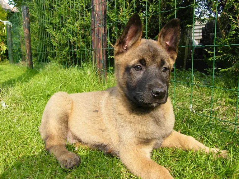 Un malinois actif