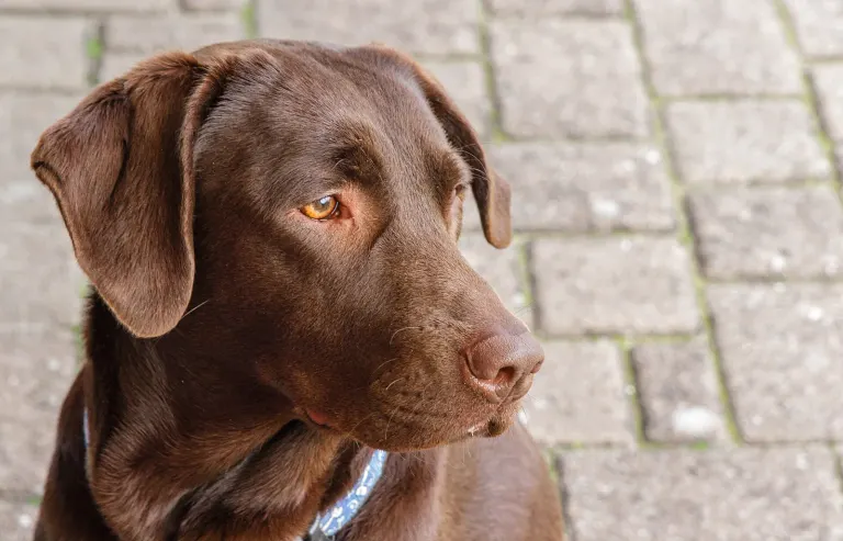 Un chien tranquille à la maison
