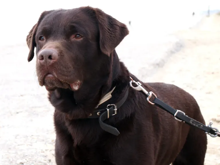 Un labrador chocolat en laisse, de face