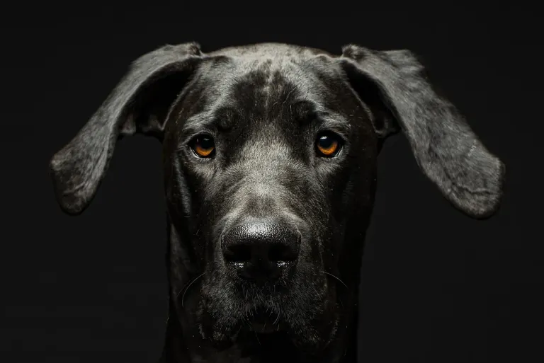 Un dogue allemand, portrait sur fond sombre