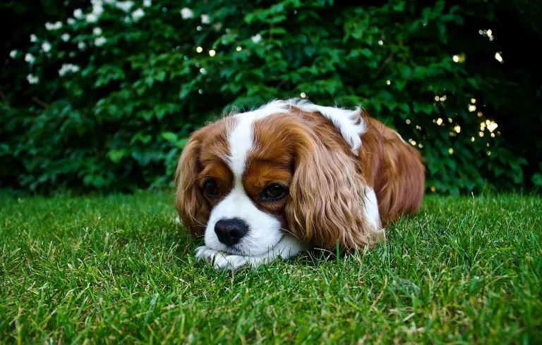 Un cavalier king charles allongé dans l’herbe