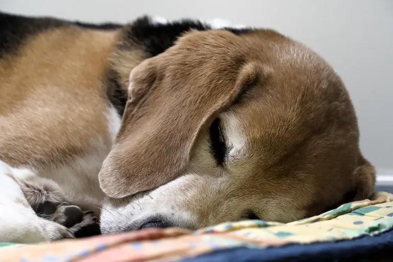 Un beagle senior endormi